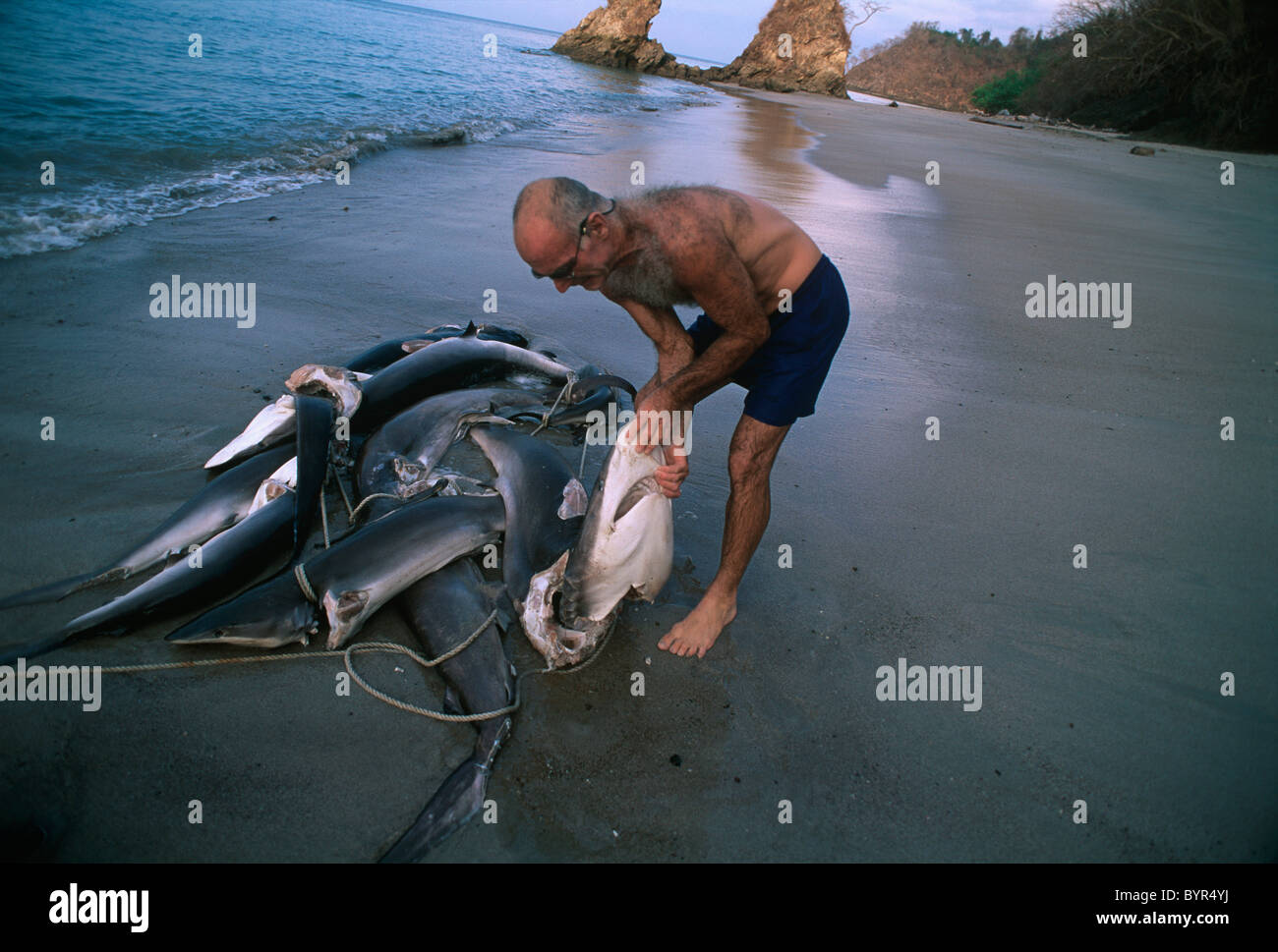 Washed Overboard Sharks finned alive and thrown overboard, drown and wash up on beach ...