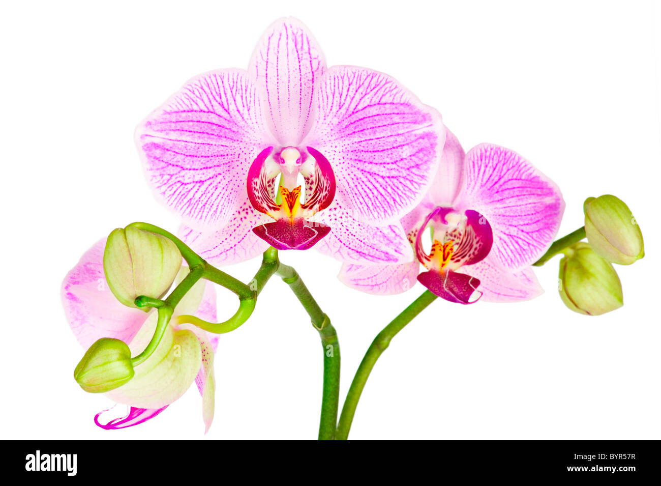 Blooming pink orchid plant isolated on white background Stock Photo - Alamy