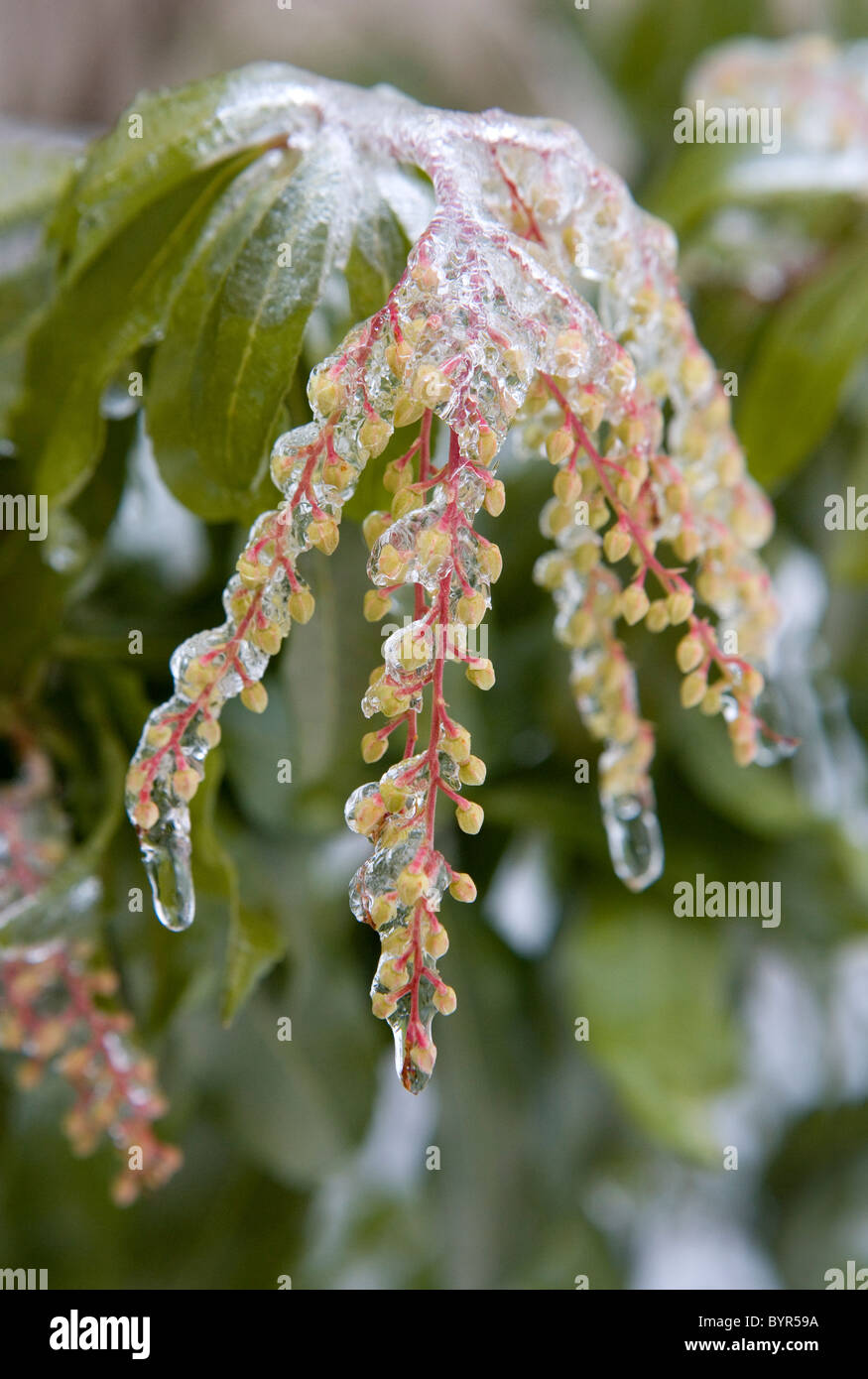 An ice storm has covered plants, trees, and shrubs with a coating of ice Stock Photo