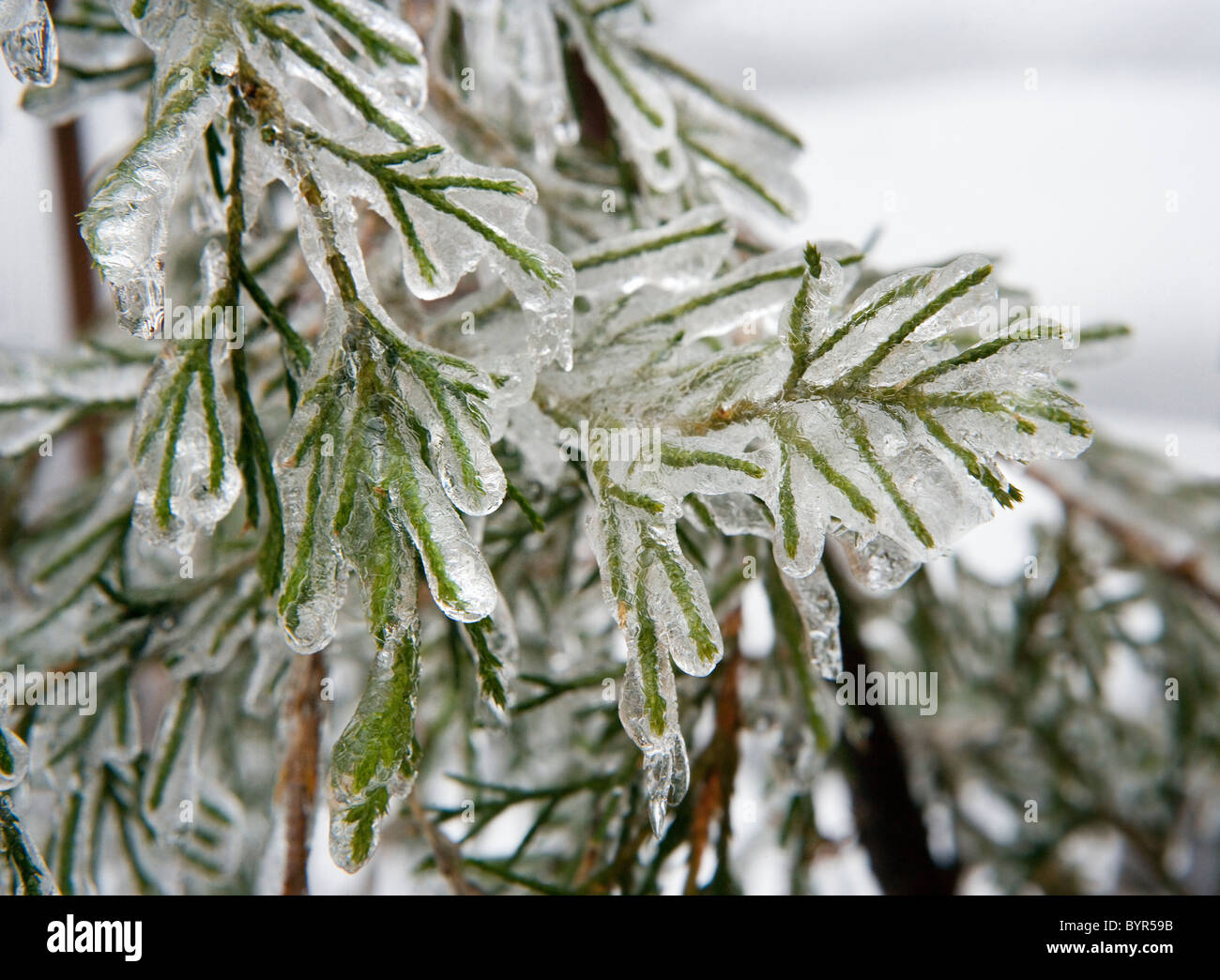 An ice storm has covered plants, trees, and shrubs with a coating of