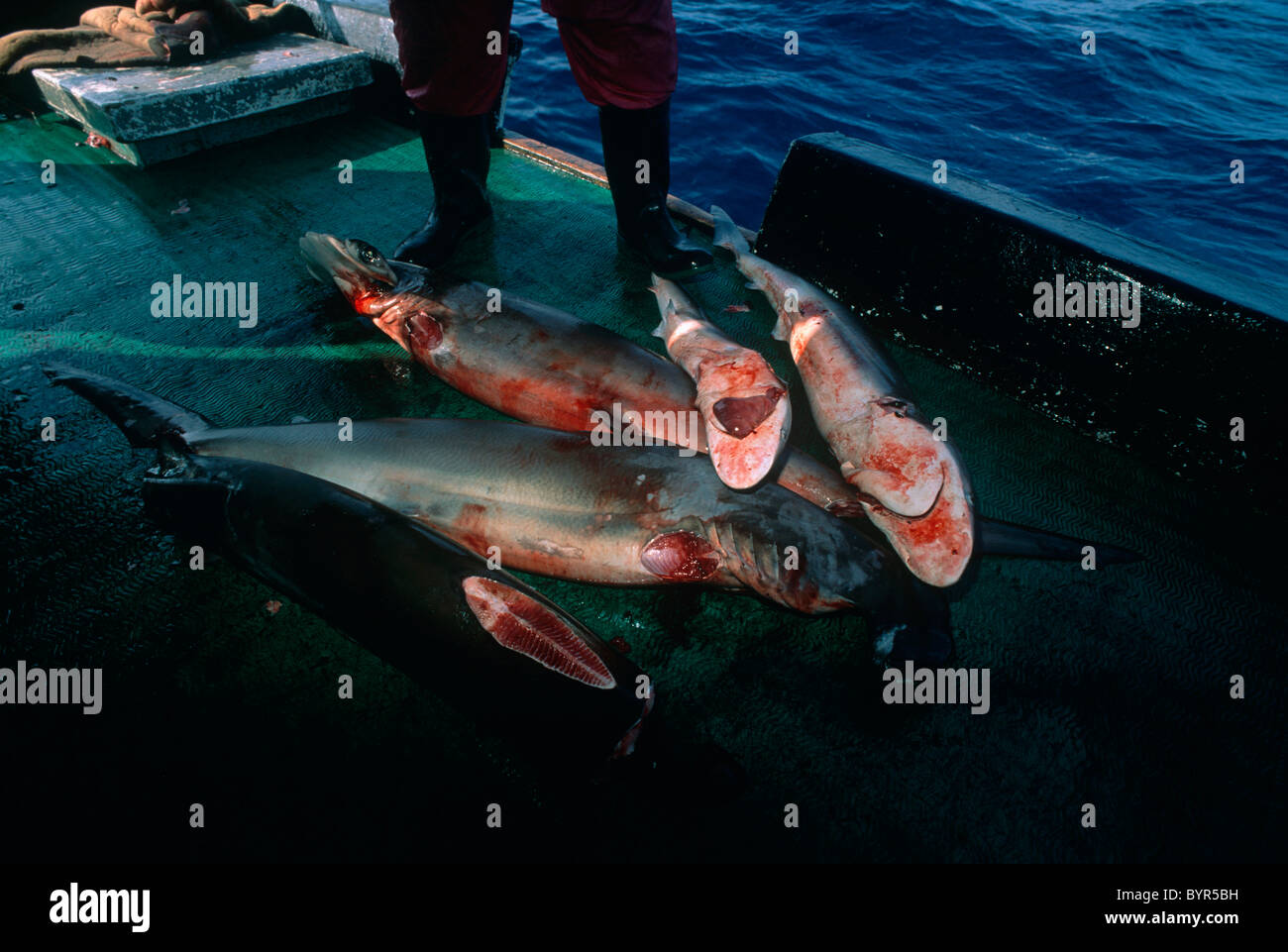 Finned Sharks on deck of long line fishing boat. Cocos Island, Costa Rica - Pacific Ocean Stock Photo