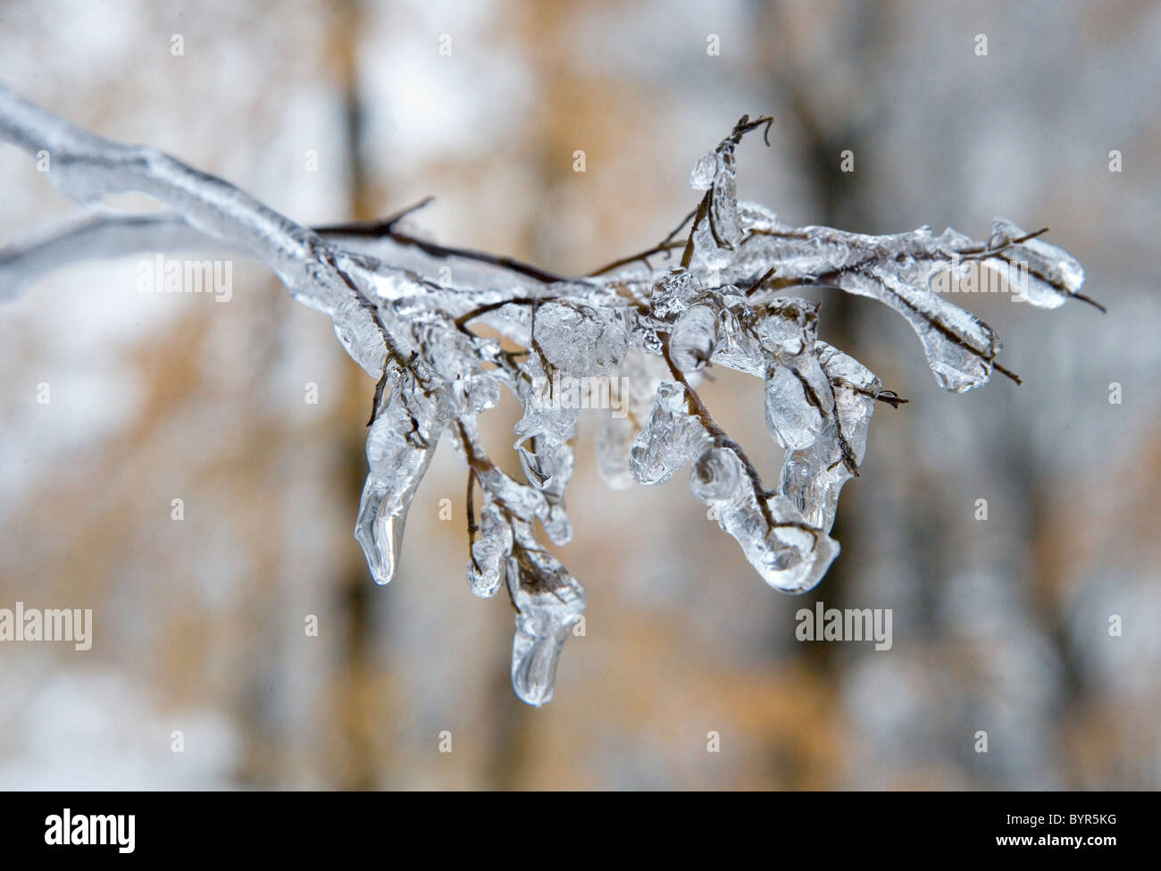 An iced up twig after an ice storm in winter Stock Photo