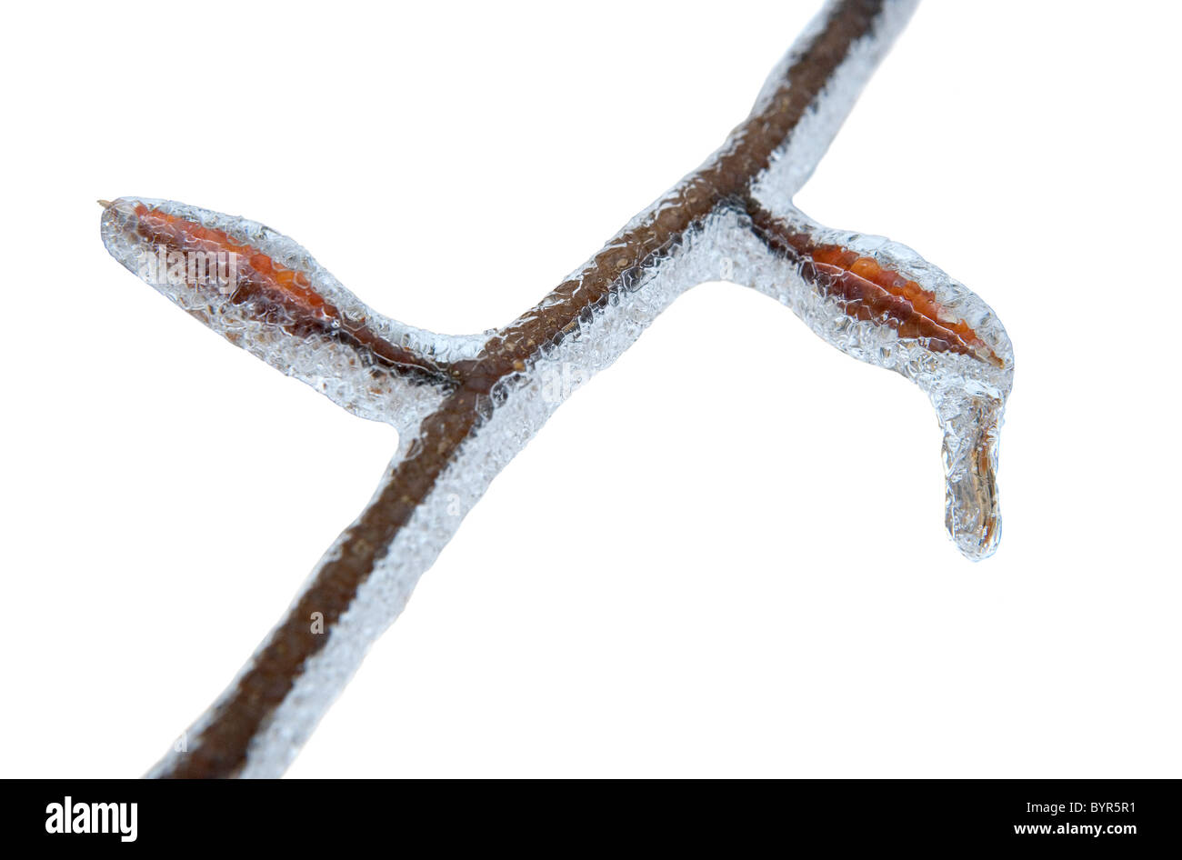 A beech tree twig and leaf buds covered in ice after an ice storm in winter Stock Photo