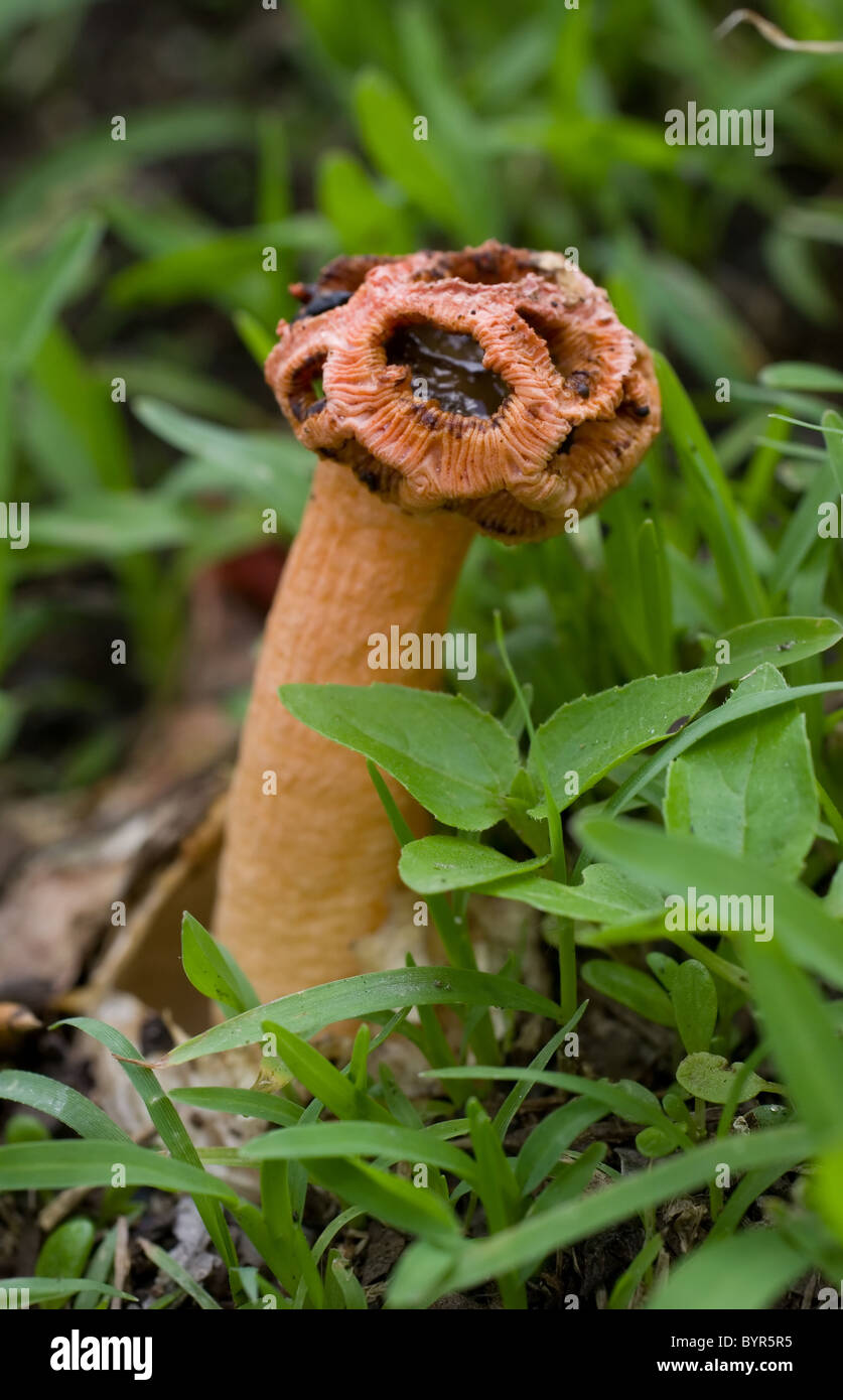 Photo of a stalked lattice stinkhorn (Lysurus periphragmoides Stock ...