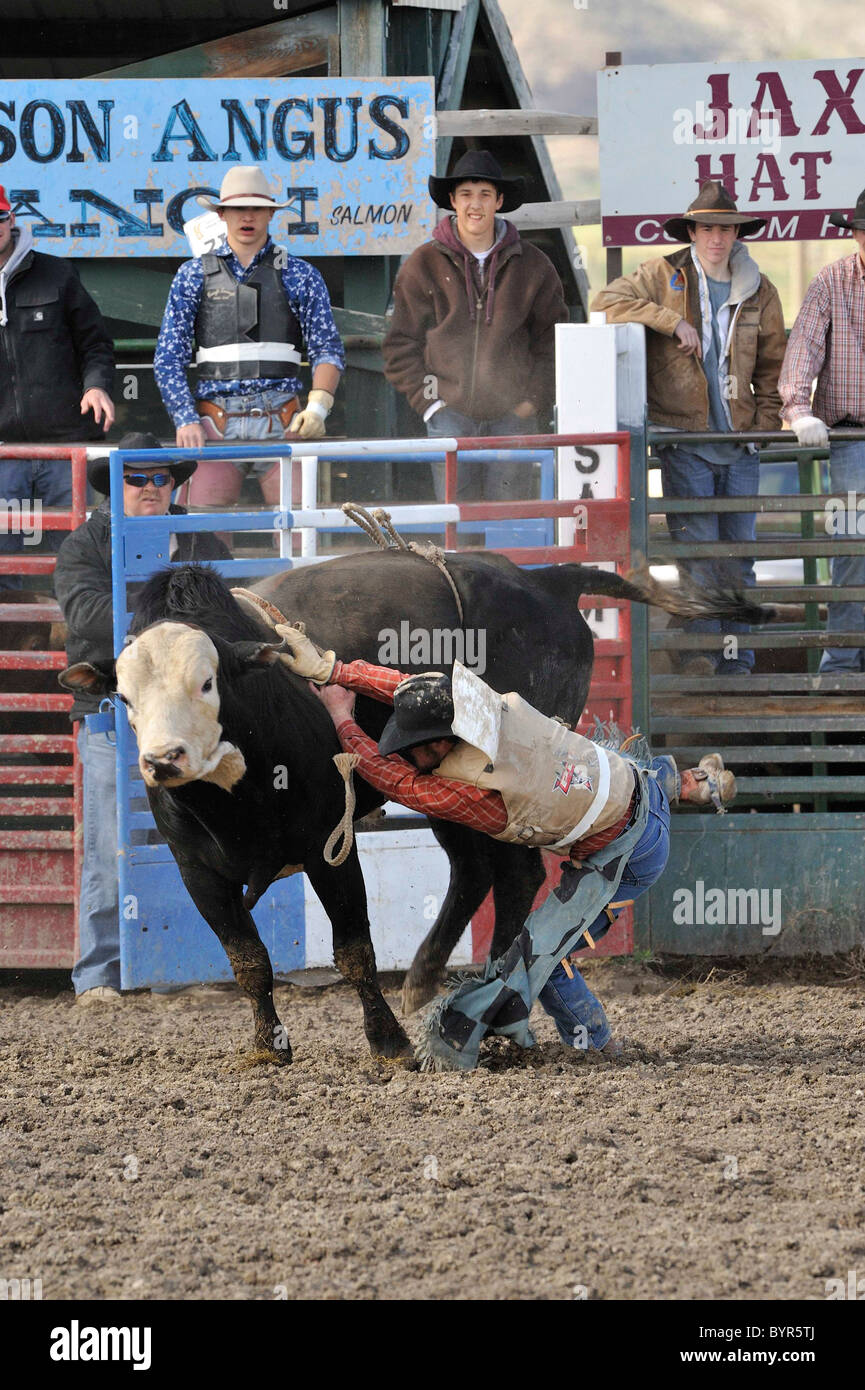 Bull Riding, Rodeo, Salmon, Idaho Stock Photo Alamy