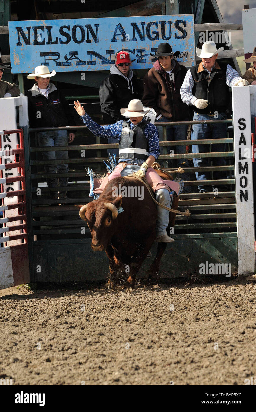 Bull Riding, Rodeo, Salmon, Idaho Stock Photo Alamy