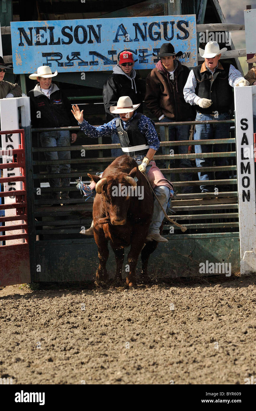 Bull Riding, Rodeo, Salmon, Idaho Stock Photo Alamy