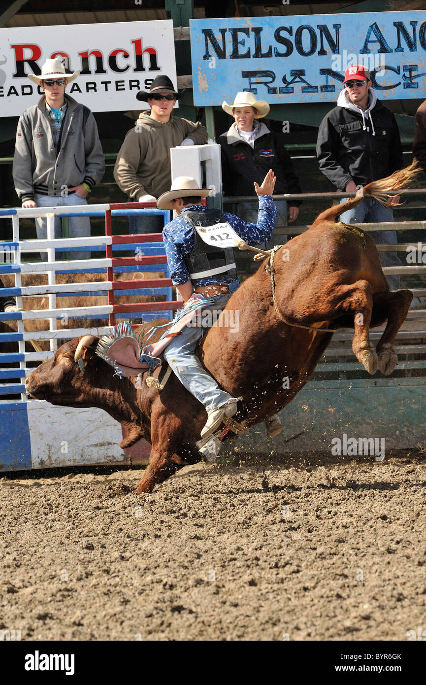 Bull Riding, Rodeo, Salmon, Idaho Stock Photo Alamy
