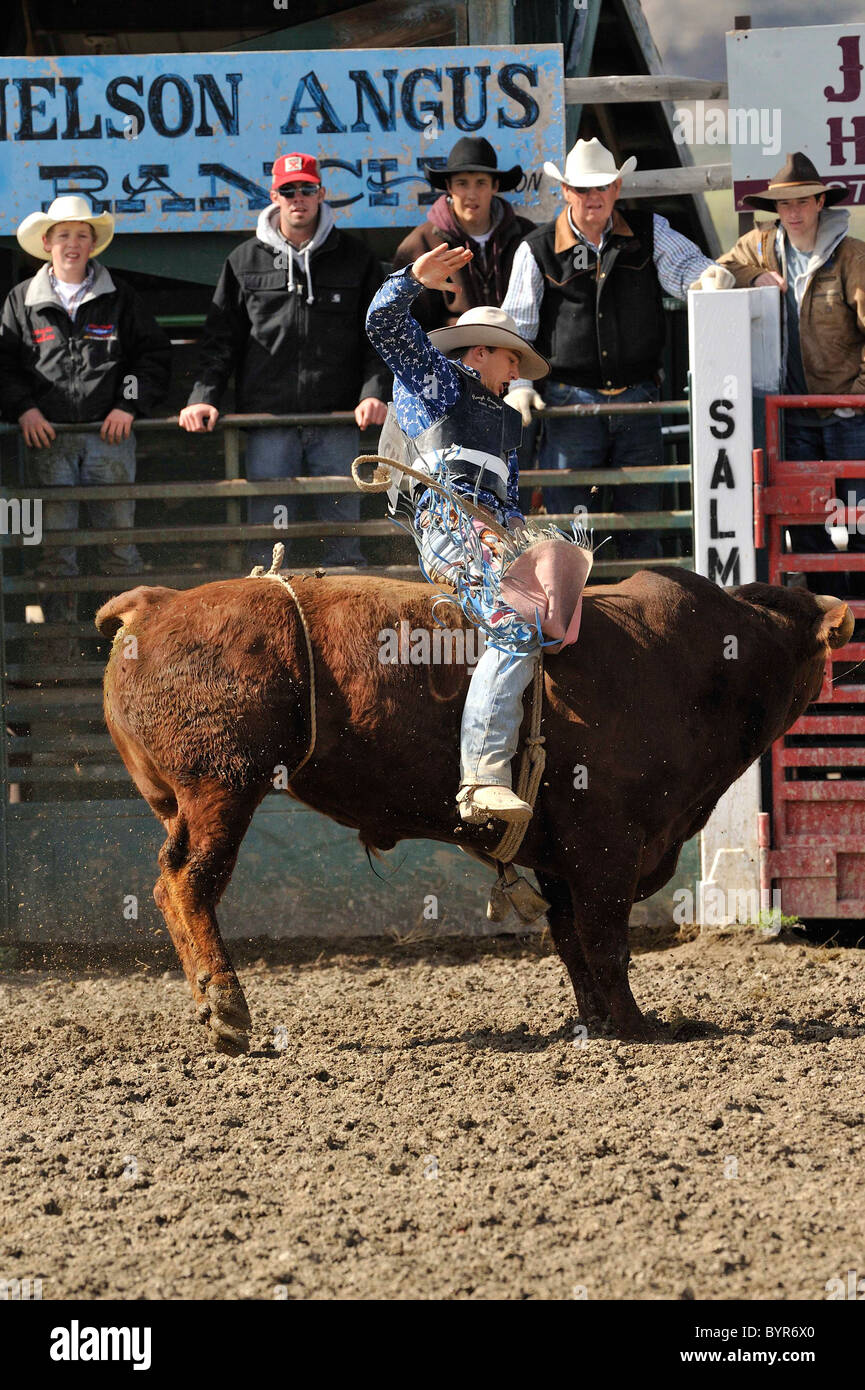 Bull Riding, Rodeo, Salmon, Idaho Stock Photo Alamy