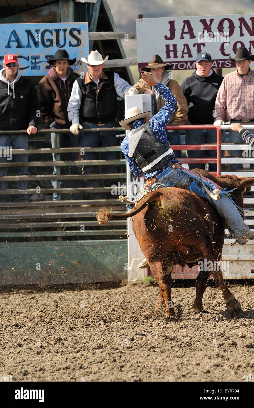 Bull Riding, Rodeo, Salmon, Idaho Stock Photo Alamy