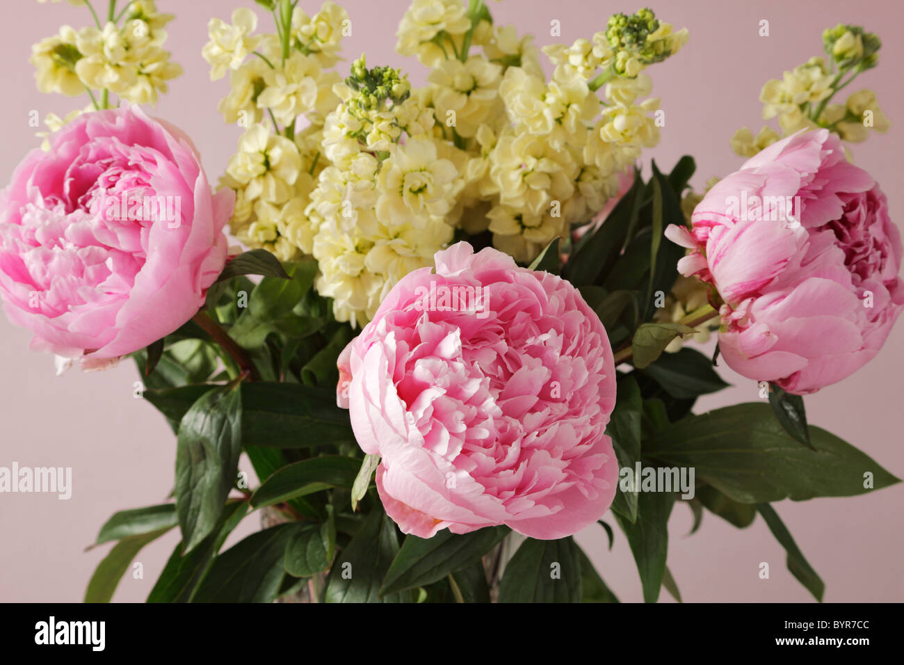 Display of pink Paeony's & Yellow Wallflowers. Stock Photo