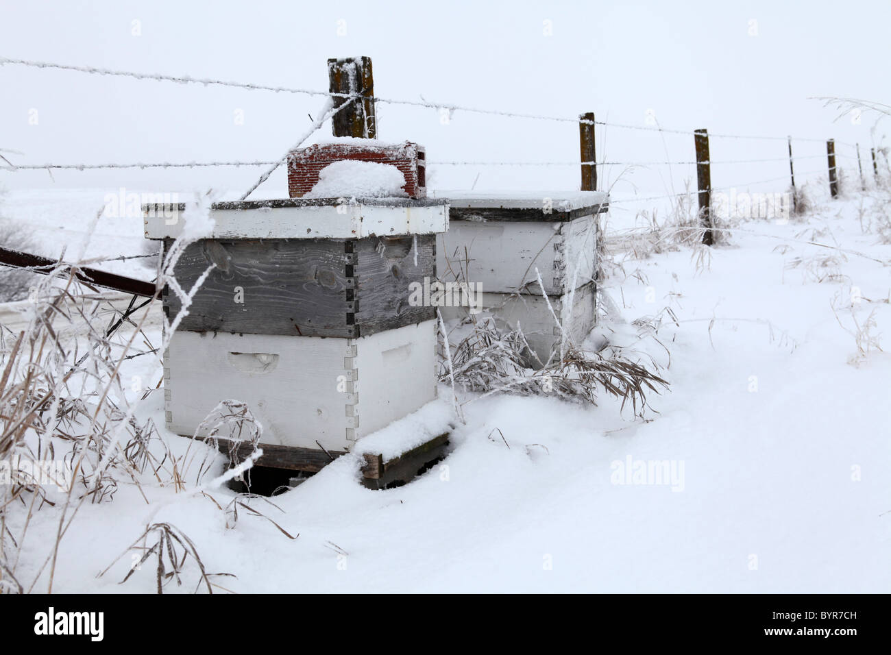 Beehives along barbwire fence line on winter day surrounded by snow. Iowa Stock Photo