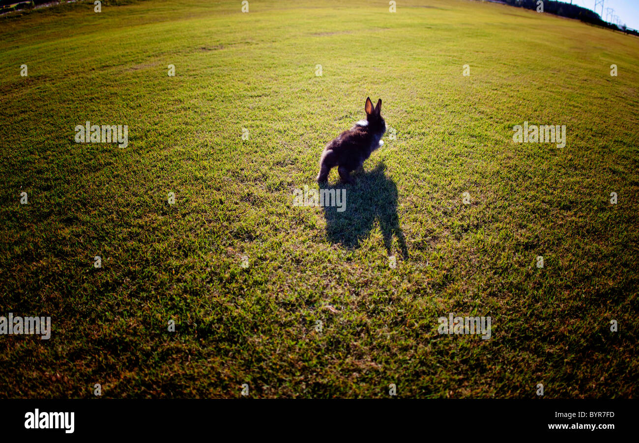 Bunny rabbit hopping through grass on sunny day Stock Photo