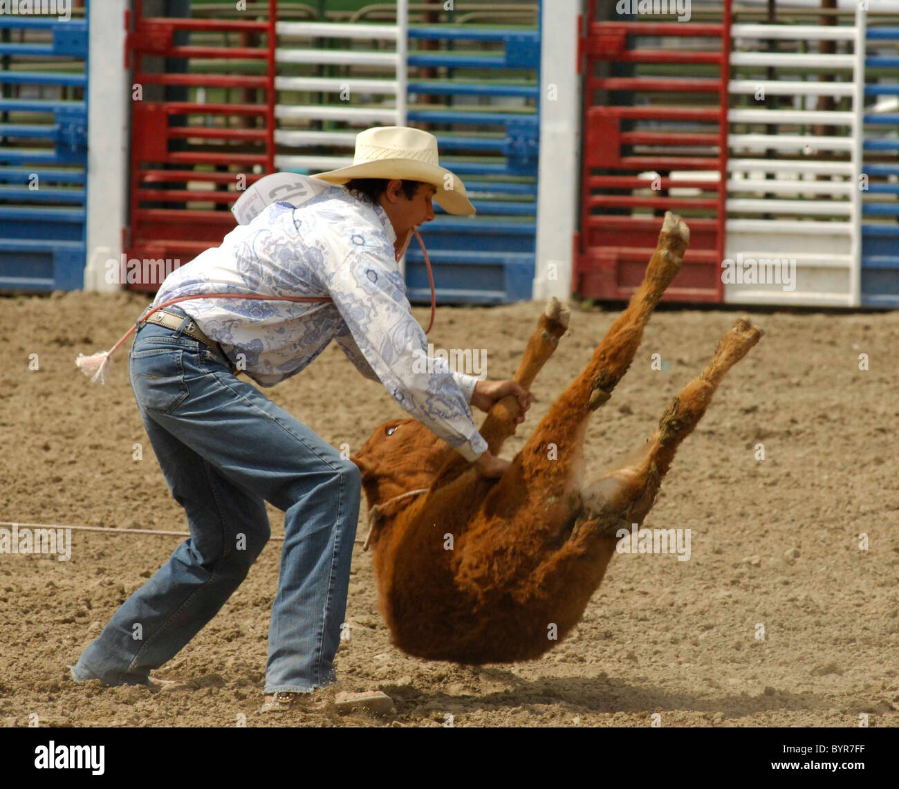 Team Roping, TieDown Roping, Calf Roping Stock Photo Alamy