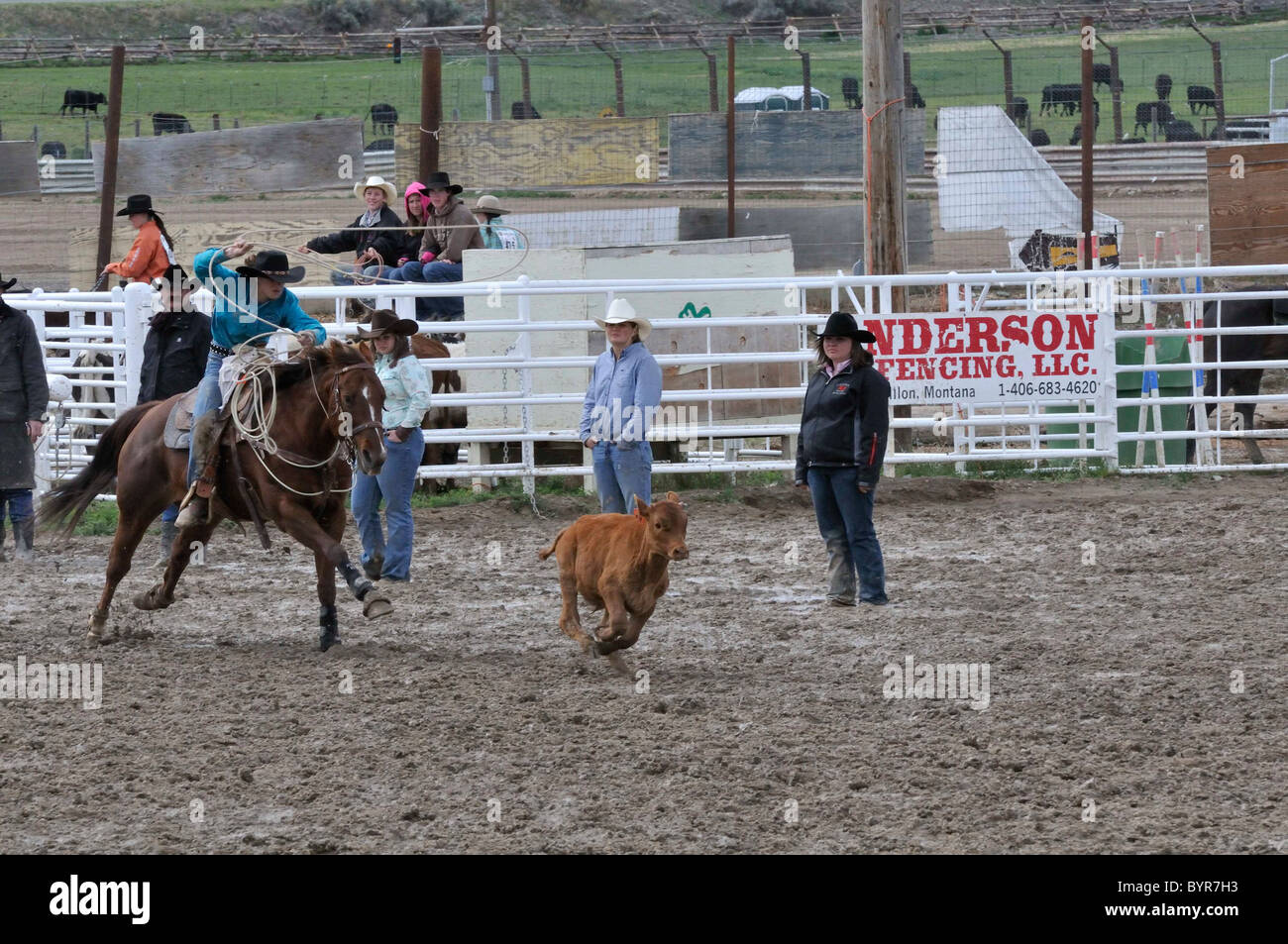 Team Roping, TieDown Roping, Calf Roping Stock Photo Alamy