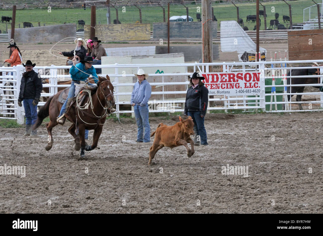 Team Roping, TieDown Roping, Calf Roping Stock Photo Alamy