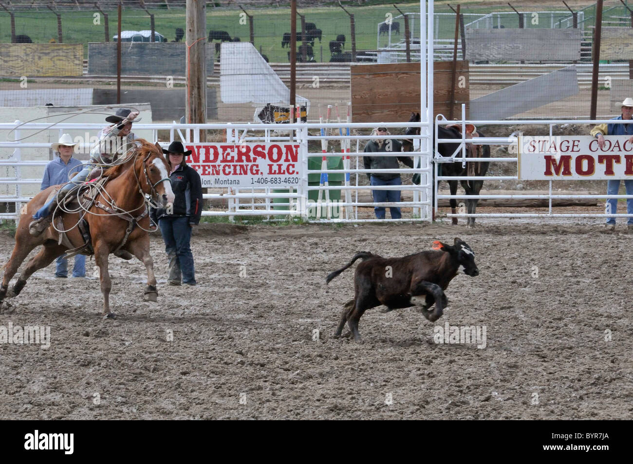 Team Roping, TieDown Roping, Calf Roping Stock Photo Alamy