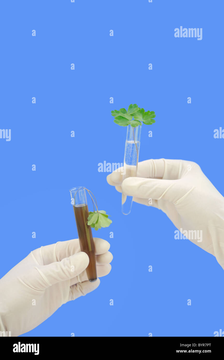 Clean and dirty water samples with fresh and wilted leaves - cutout ...