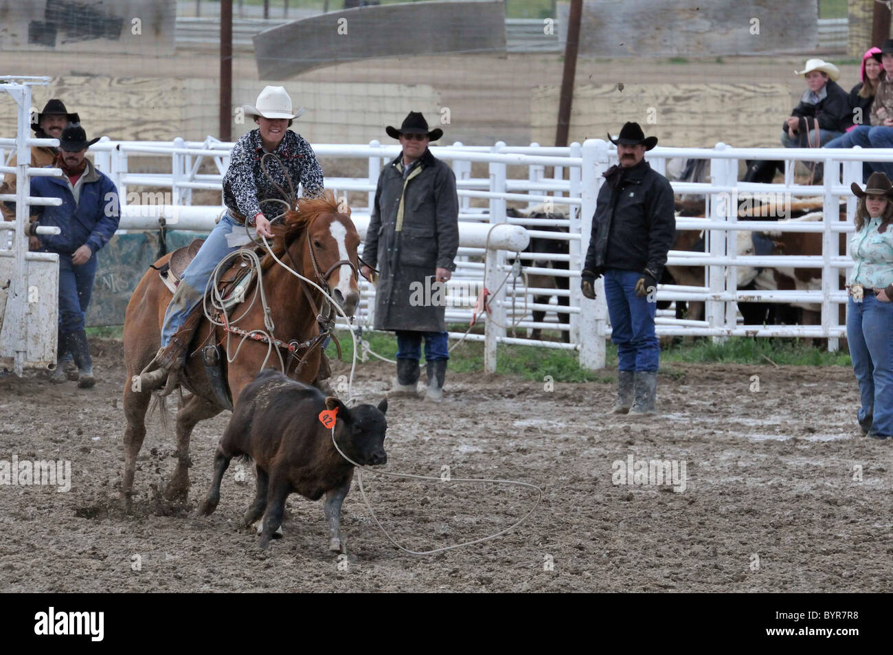 Team Roping, TieDown Roping, Calf Roping Stock Photo Alamy
