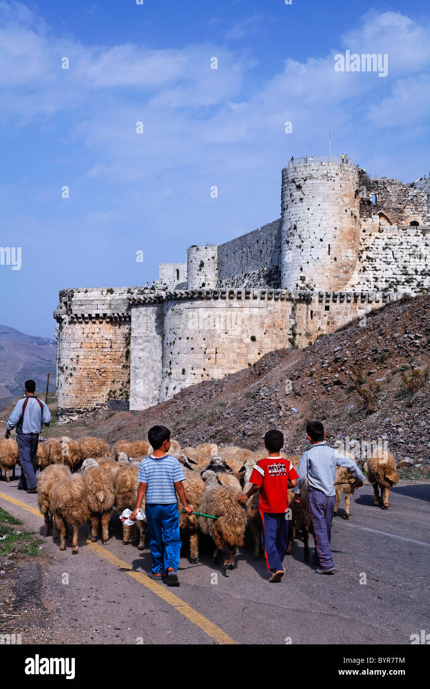 Sheep outside the crusader castle Krak Des Chevaliers, Syria Stock Photo