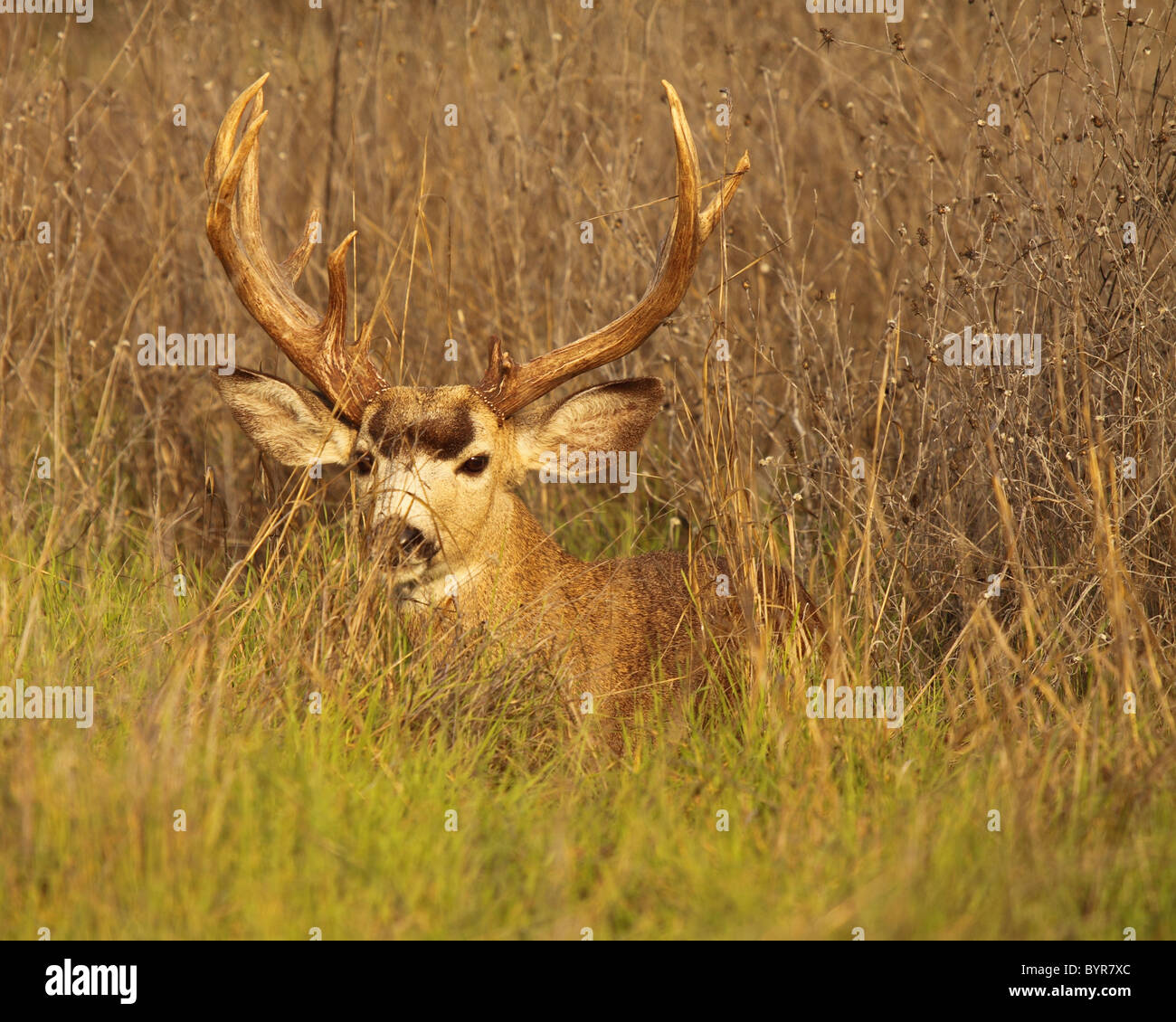 A trophy Blacktailed Deer buck hiding in a bed in tall grass Stock