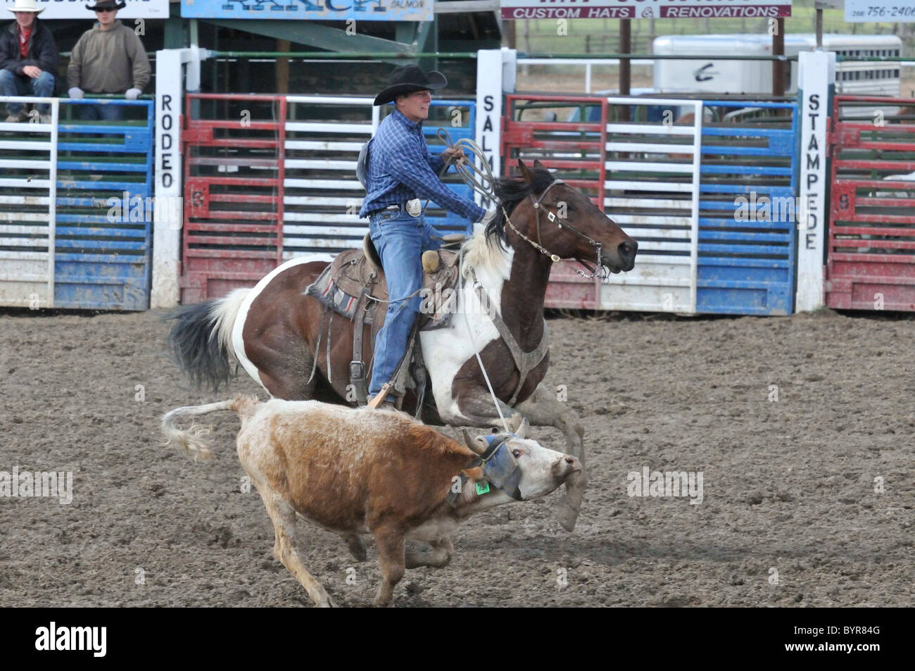 Calf Roping, Tie-Down Roping, Rodeo, Salmon, Idaho Stock Photo - Alamy