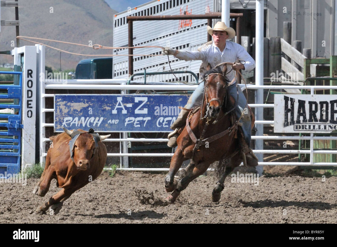 Calf Roping, Tie-Down Roping, Rodeo, Salmon, Idaho Stock Photo - Alamy