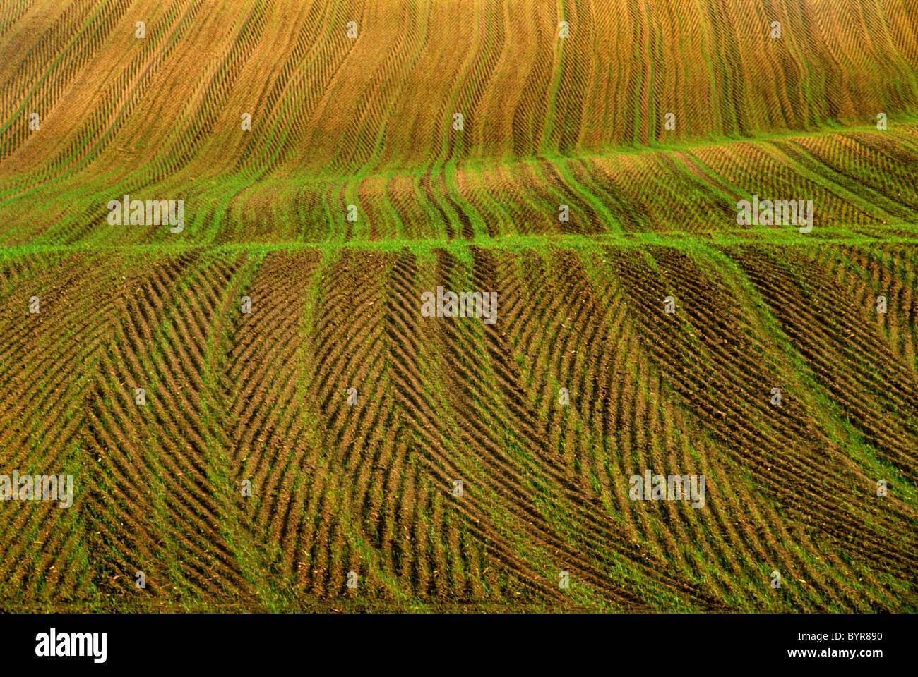 Agriculture Rolling field of newly germinated Spring wheat / near