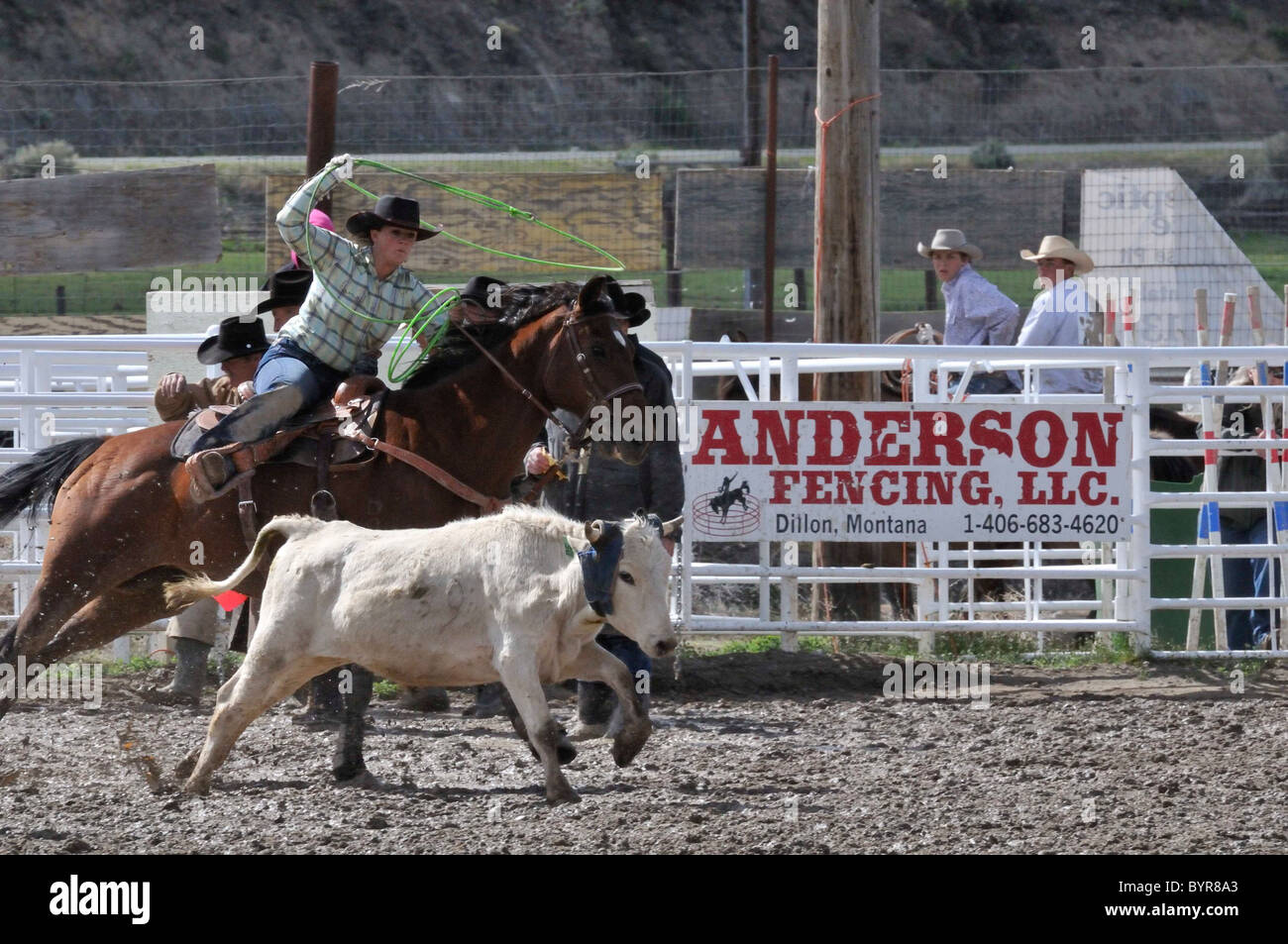 Calf Roping, TieDown Roping, Rodeo, Salmon, Idaho Stock Photo Alamy