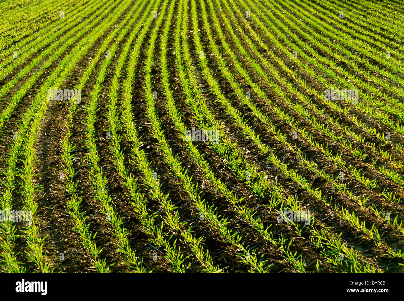 Agriculture Field of newly germinated Spring wheat backlit by the sun