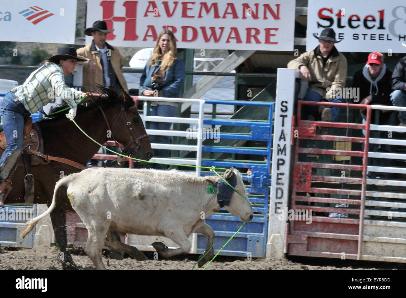 Calf Roping, Tie-Down Roping, Rodeo, Salmon, Idaho Stock Photo - Alamy