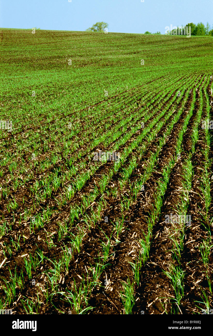 Germinating grain field hires stock photography and images Alamy