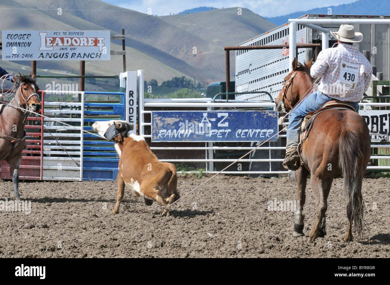 Calf Roping, Tie-Down Roping, Rodeo, Salmon, Idaho Stock Photo - Alamy
