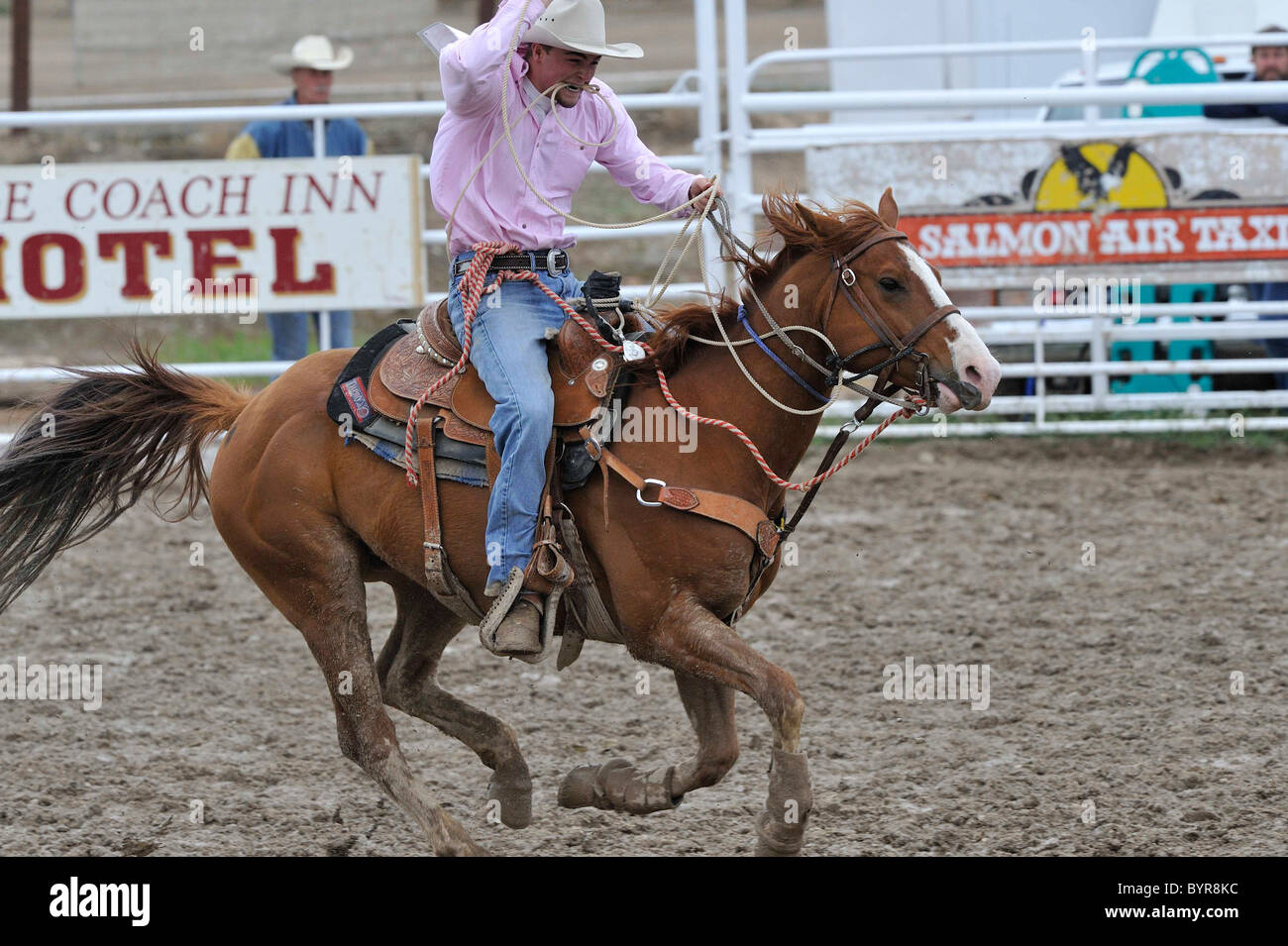 Calf Roping, TieDown Roping, Rodeo, Salmon, Idaho Stock Photo Alamy
