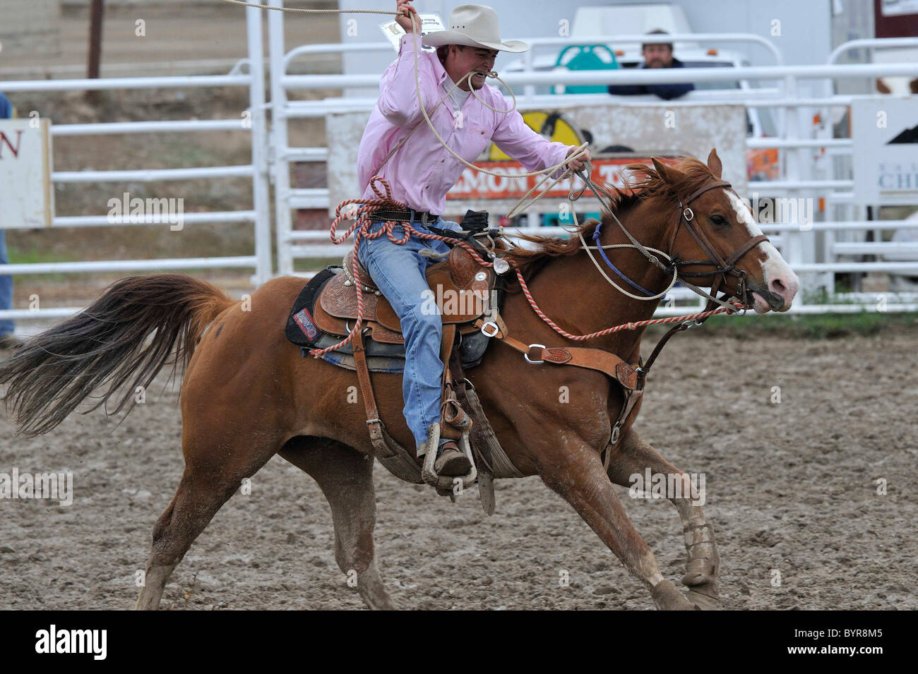 Calf Roping, TieDown Roping, Rodeo, Salmon, Idaho Stock Photo Alamy