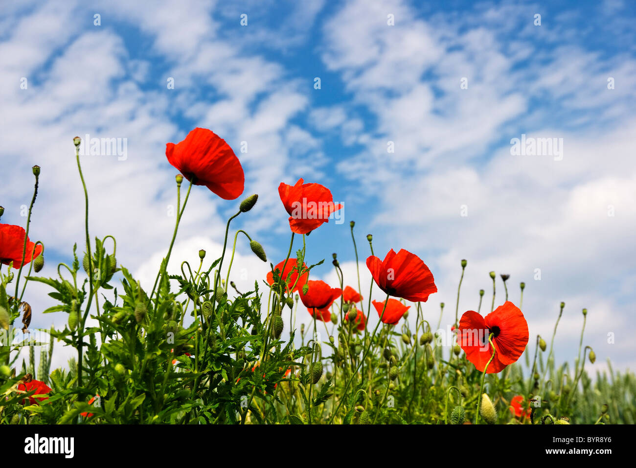Poppy on the blue sky Stock Photo - Alamy