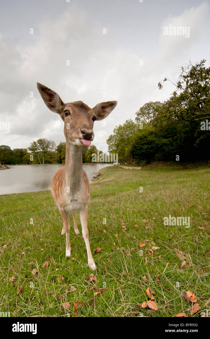 a deer sticking it's tongue out Stock Photo Alamy