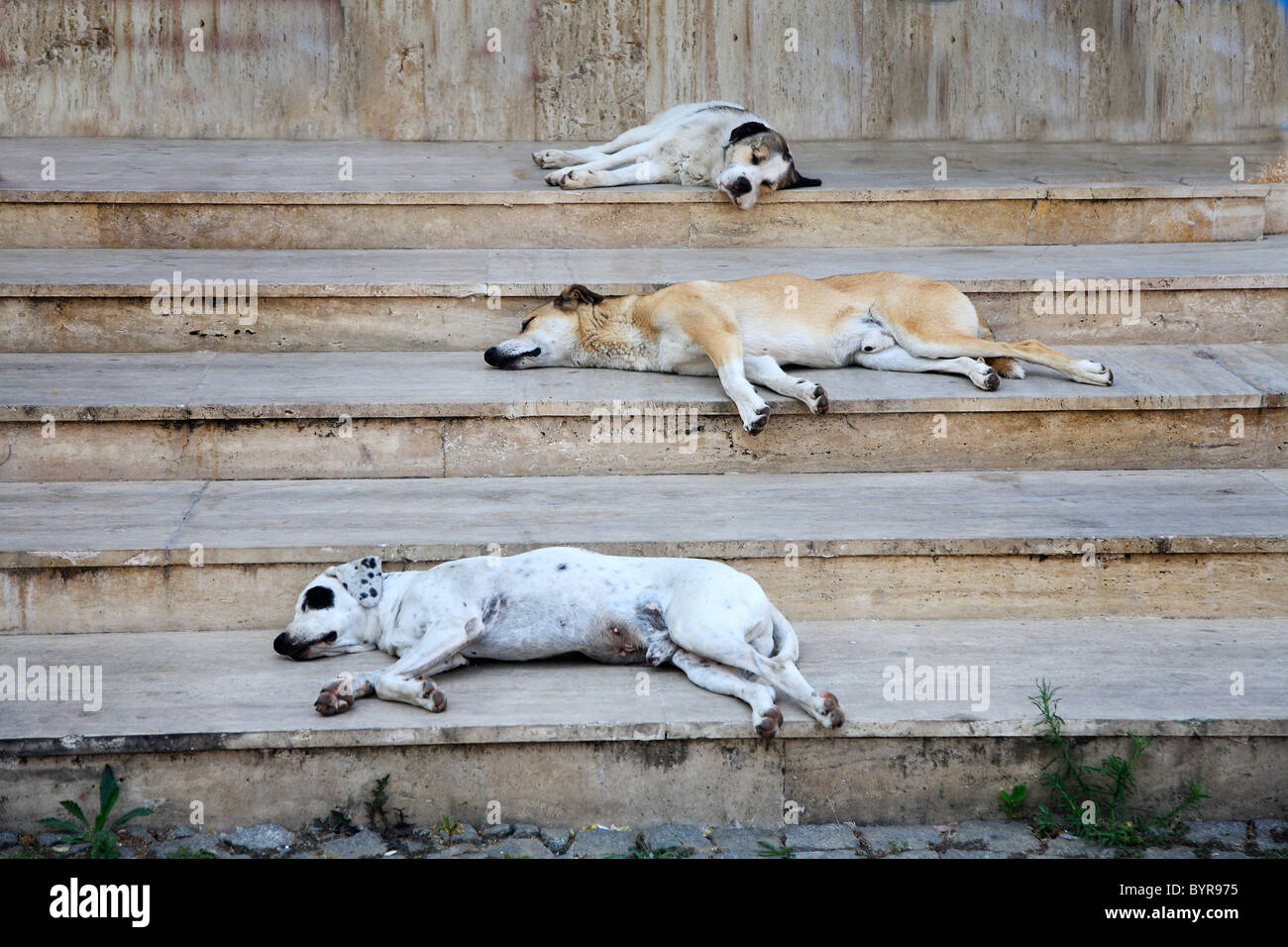 does neurontin make dogs sleepy