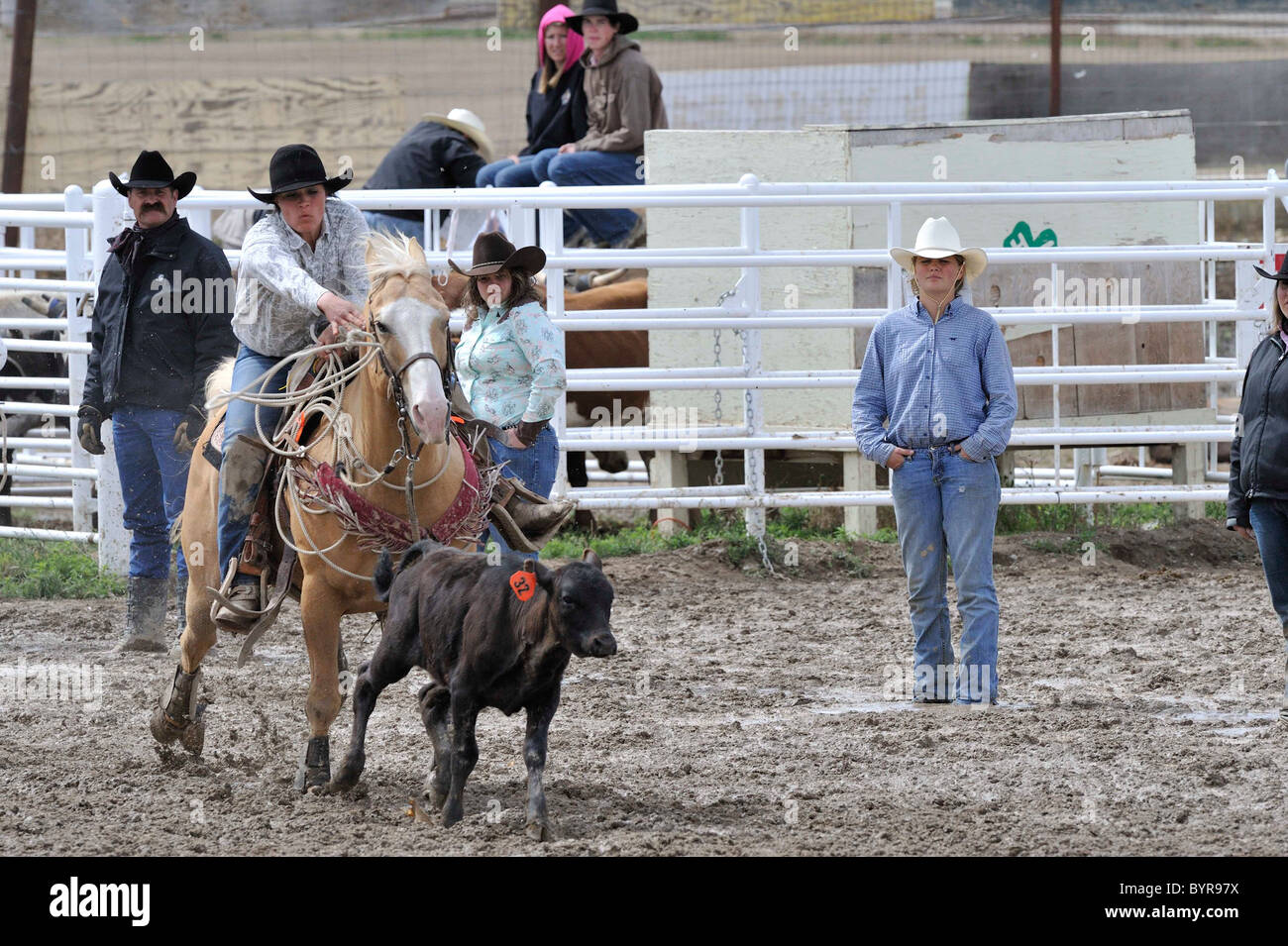TieDown Roping, Calf Roping, Rodeo, Salmon, Idaho Stock Photo Alamy