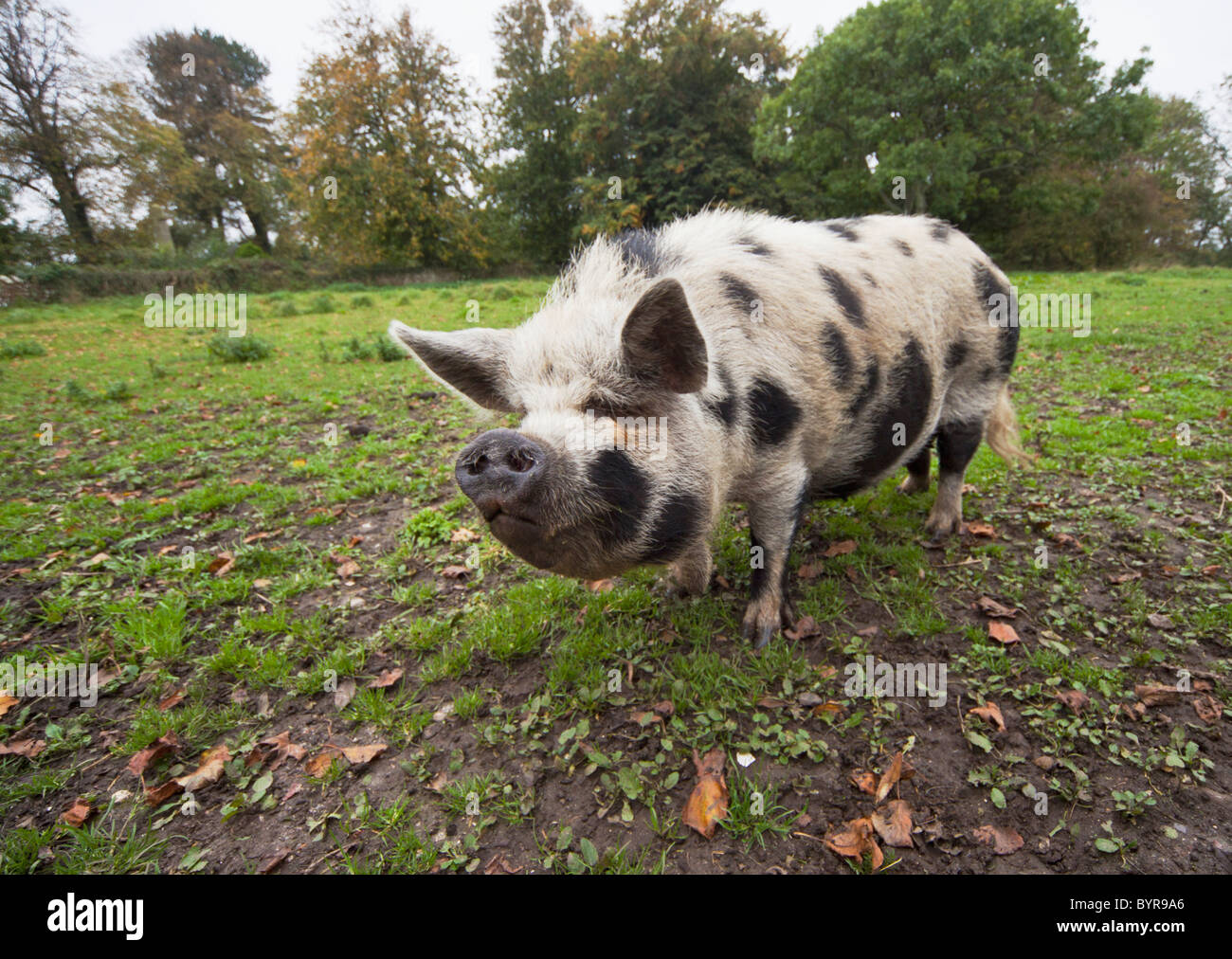 a white pig (suidae) with black spots; northumberland, england Stock Photo