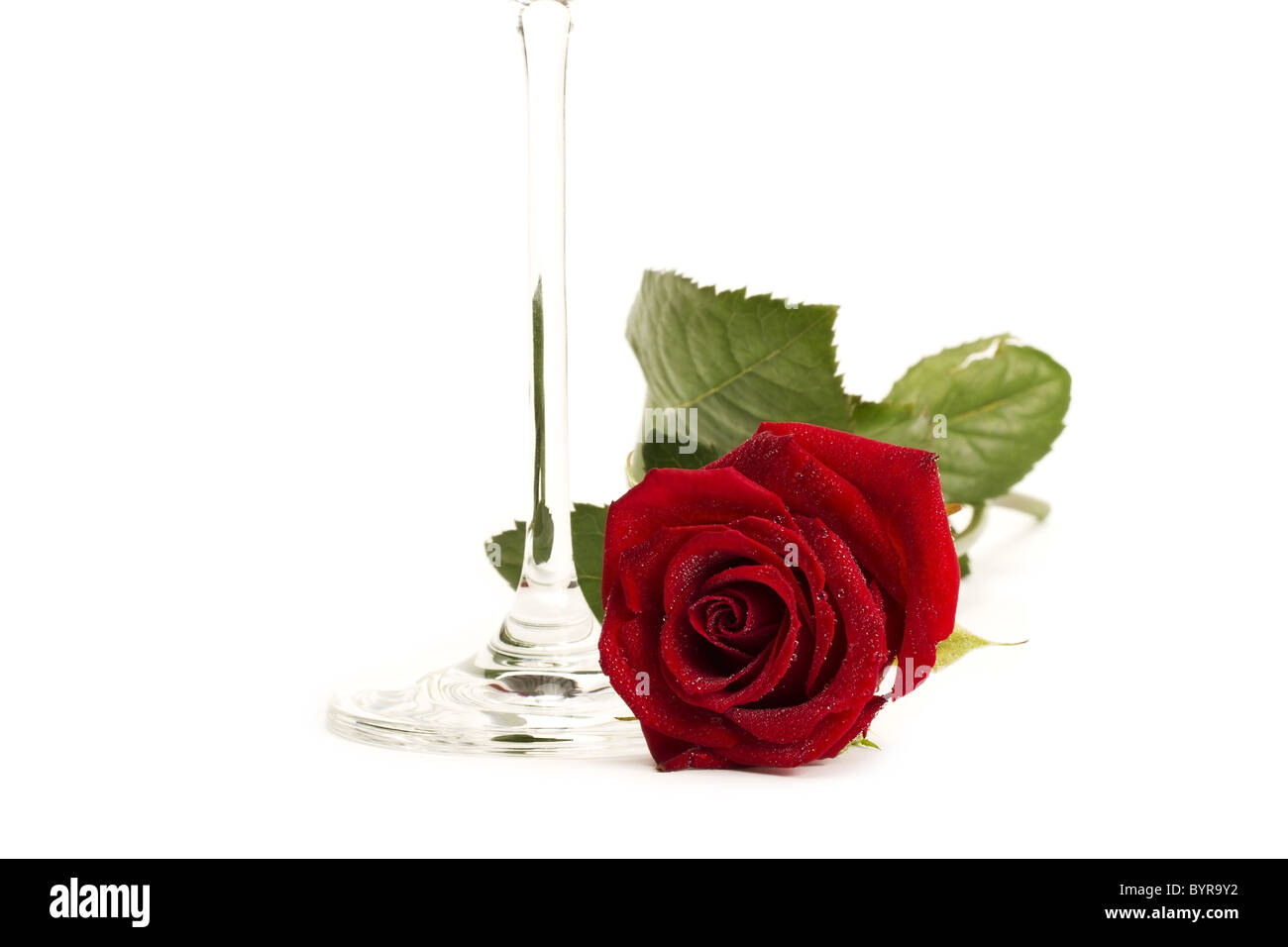 wet red rose near the bottom of a champagne glass on white background Stock Photo