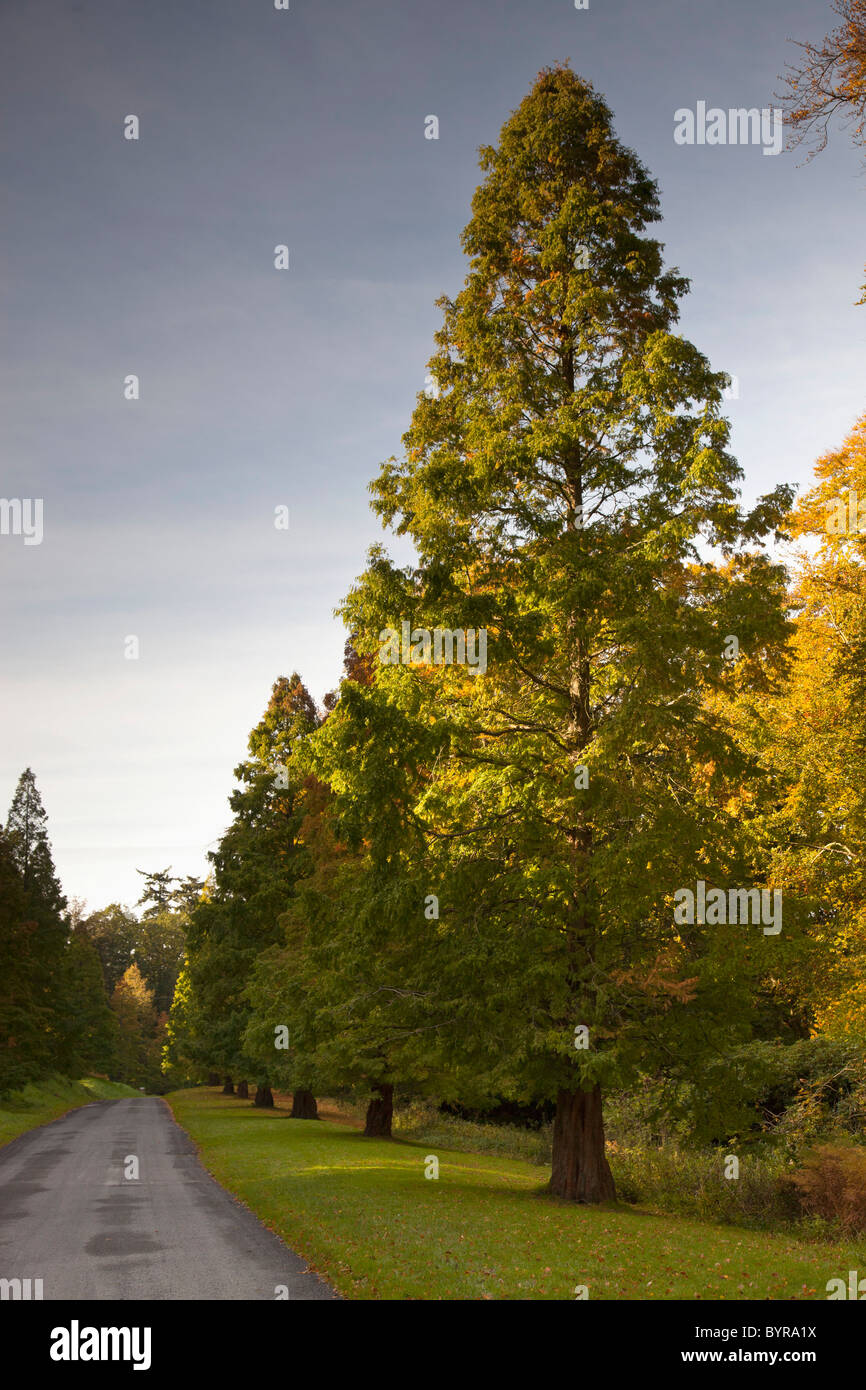Tall trees lining hi-res stock photography and images - Alamy