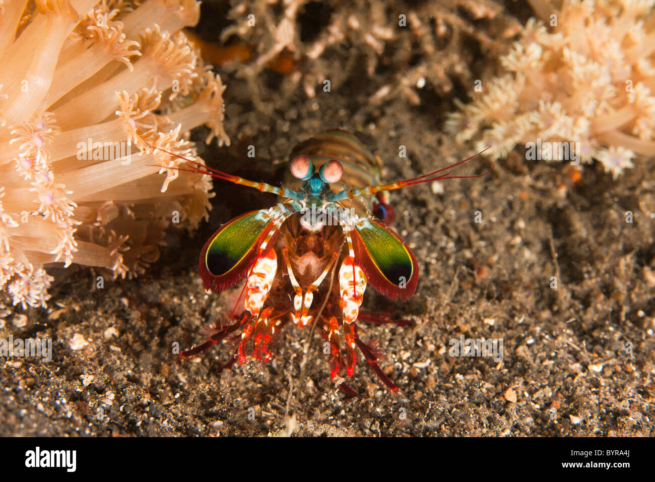 Mantis Shrimp (Odontodactylus scyllarus), Lembeh Strait, North Sulawesi, Indonesia Stock Photo