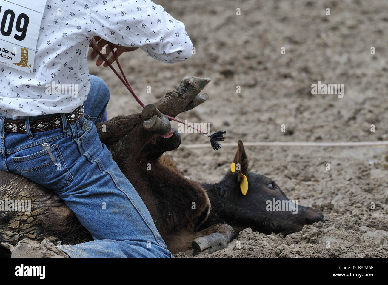 Tie-Down Roping, Calf Roping, Rodeo, Salmon, Idaho Stock Photo - Alamy