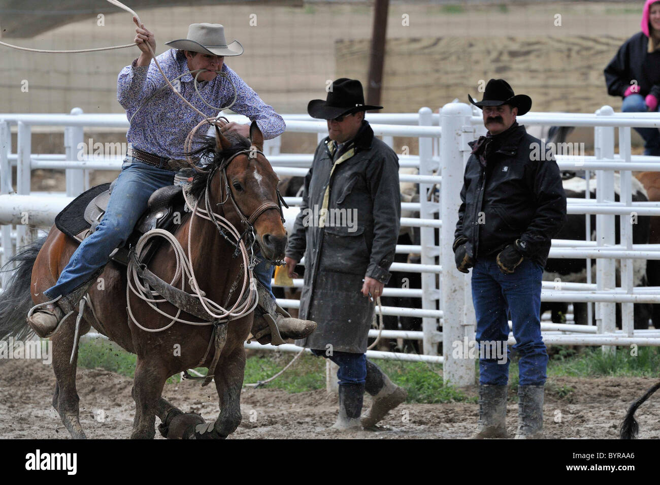 Tie-Down Roping, Calf Roping, Rodeo, Salmon, Idaho Stock Photo - Alamy
