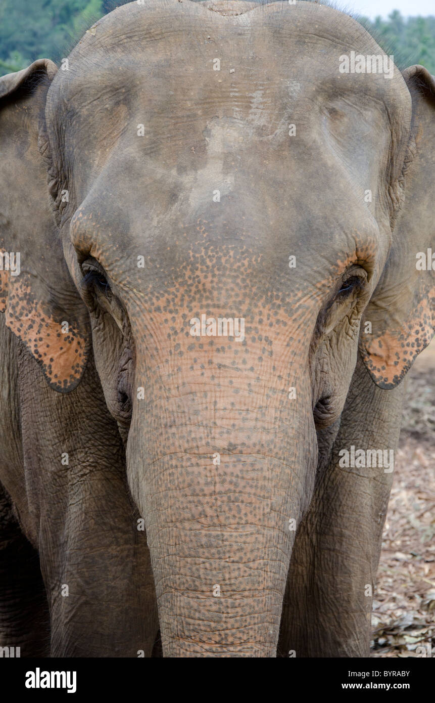 Sri Lanka, Pinnawala Elephant Orphanage. Asian elephant aka Indian elephant (Elephas maximus ) face detail. Stock Photo