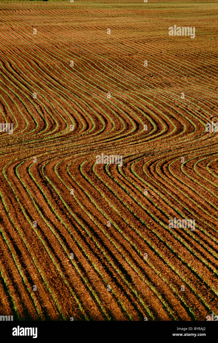 Curving rows hi-res stock photography and images - Alamy