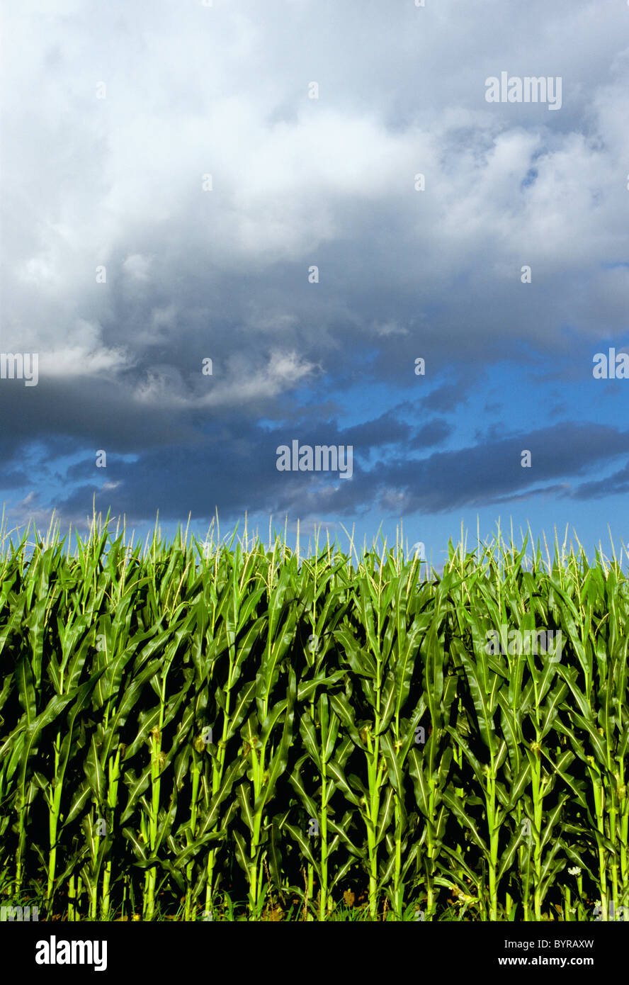 Agriculture Sideview of a stand of mid growth grain corn at the early