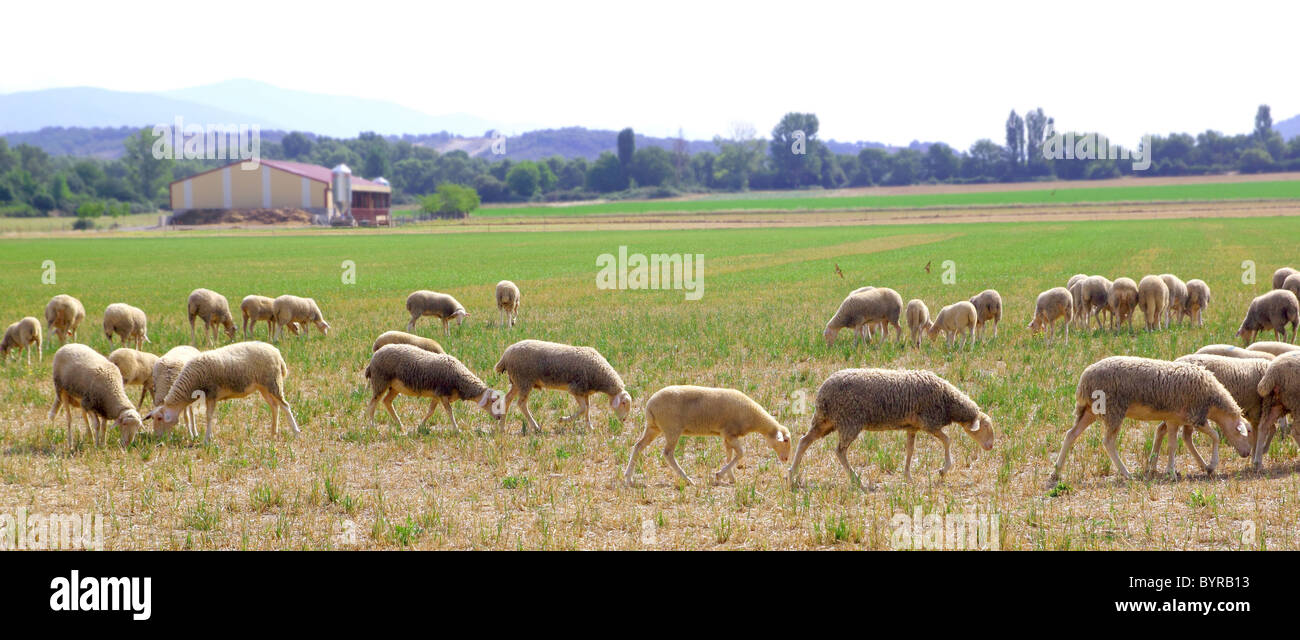 sheep flock grazing meadow in grass field panoramic view Stock Photo