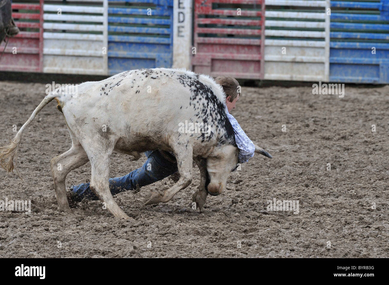 Bulldogging, Steer Wrestling, Teen, Teenager, Horse, Horses, Cowboy